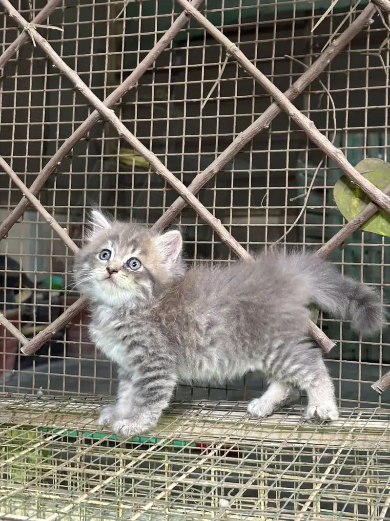 Persian male female kittens — photo 4
