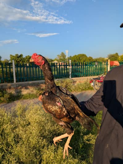 urgent murga for sale