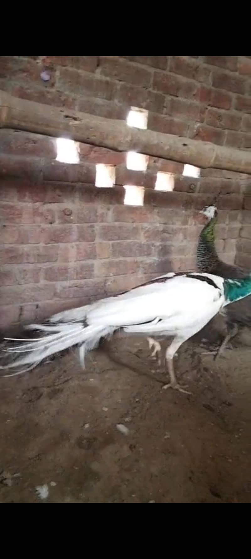 pied , emered, green java All peacock available 2