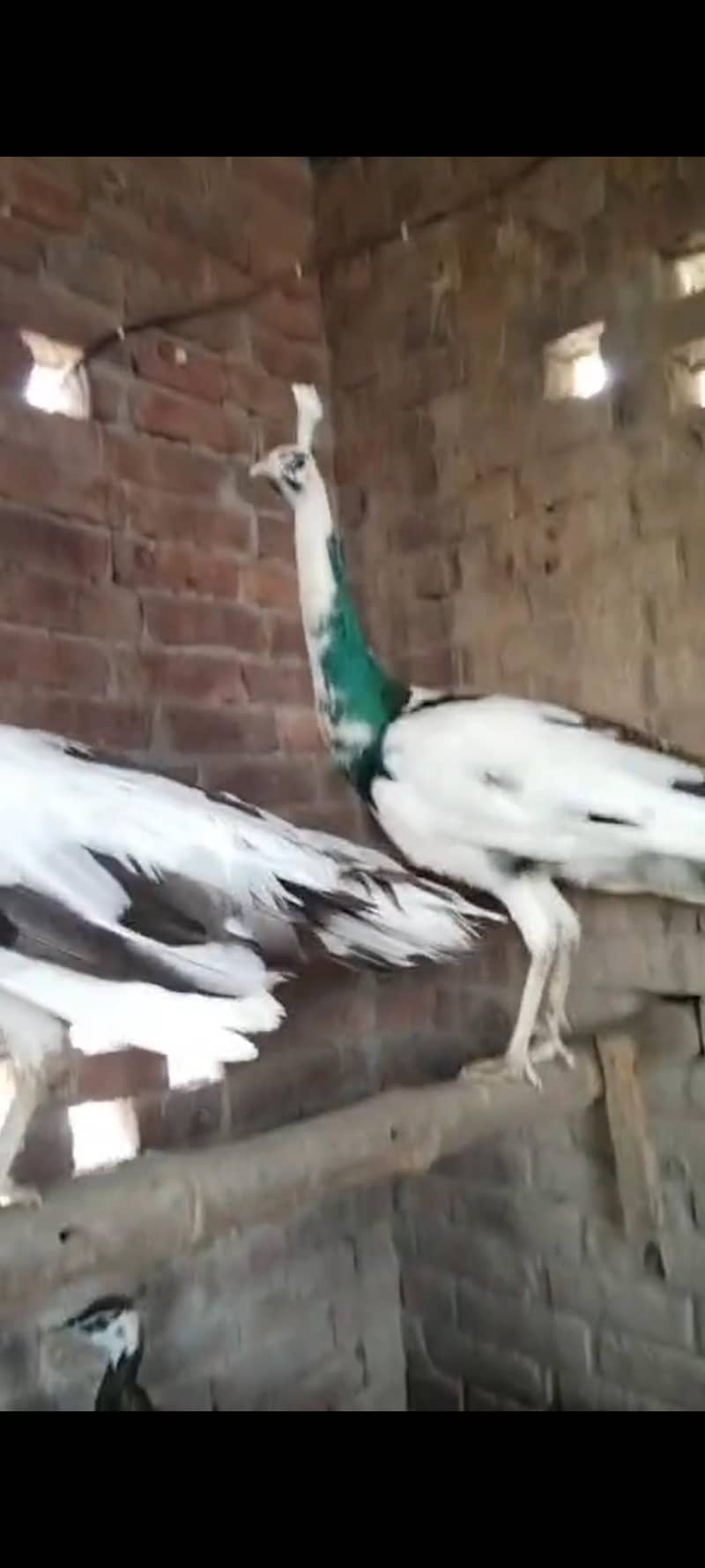 pied , emered, green java All peacock available 4