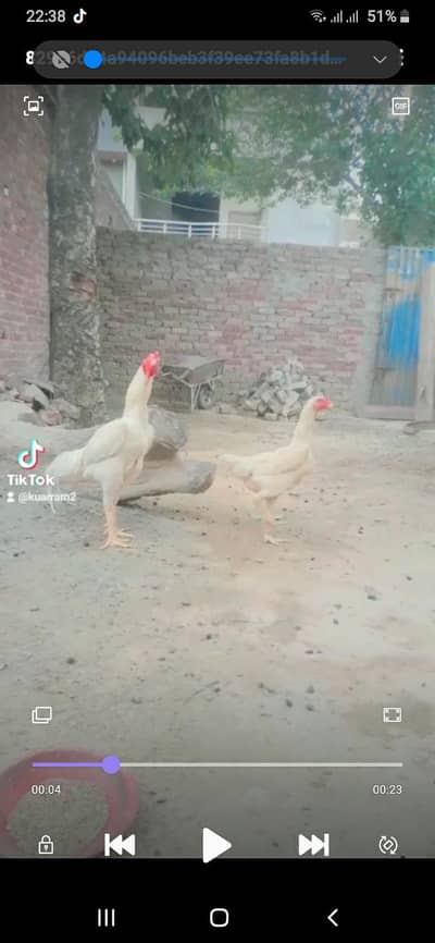 aseel shamo