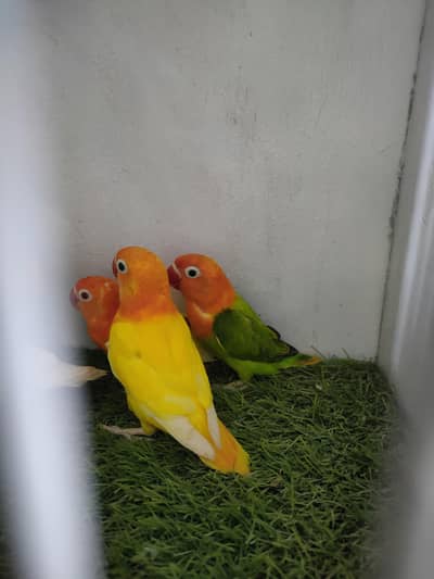 lutino opaline, parblue euwing opaline pf,