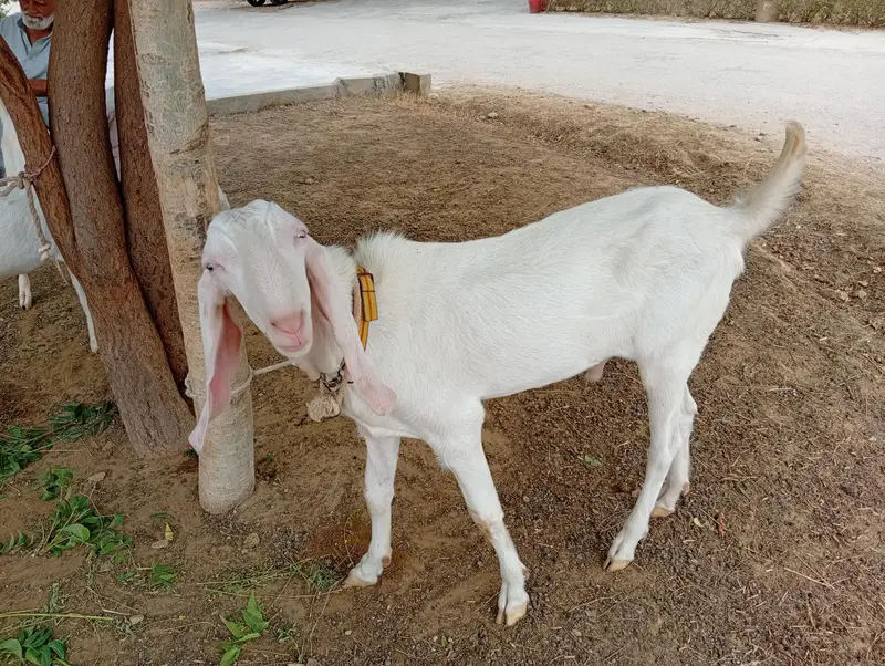 Rajhanpuri bakra for sale — photo 5
