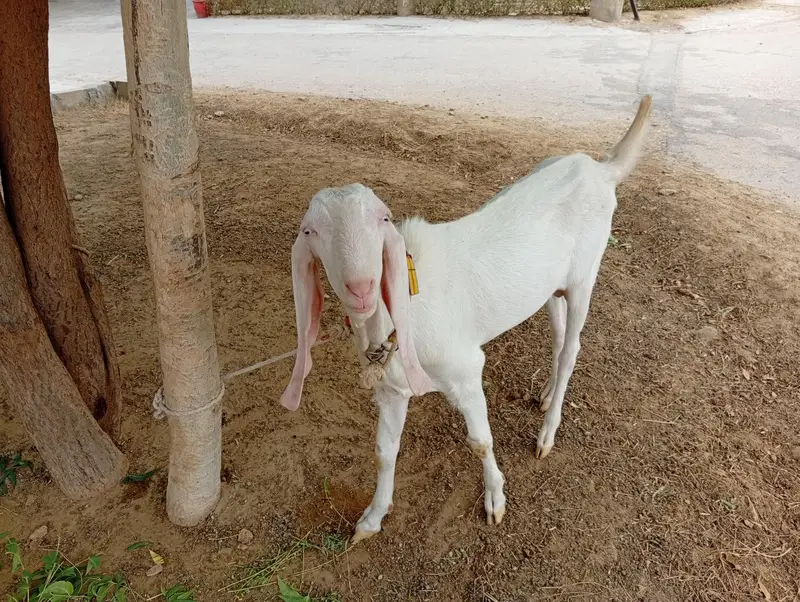 Rajhanpuri bakra for sale — photo 6