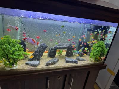 Fish Aquarium