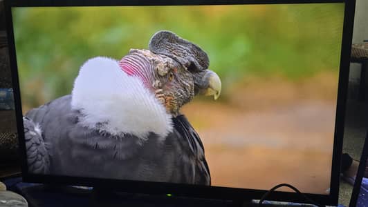 sony television