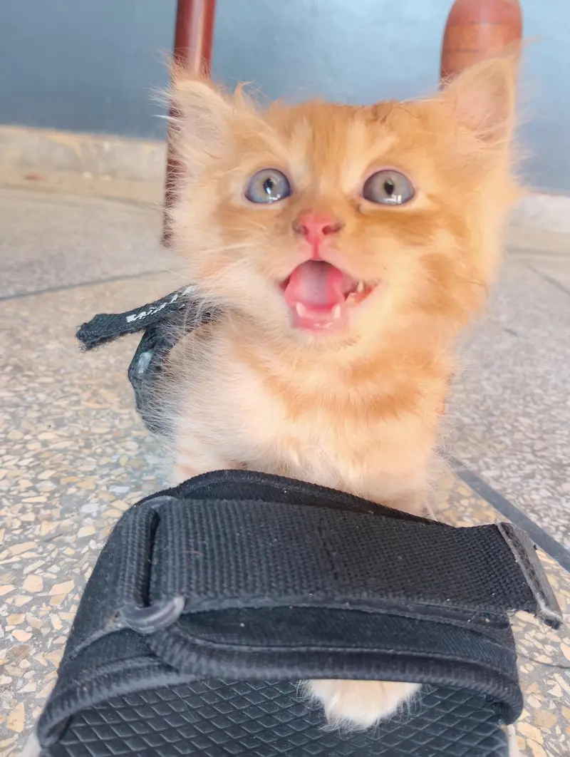 Meet Milo – Cute, Friendly & Looking for a Loving Family — photo 2