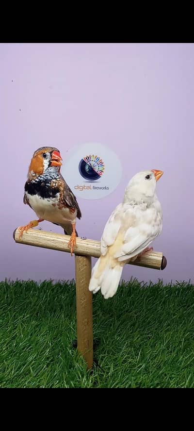 Exhibition Jumbo size finch pairs