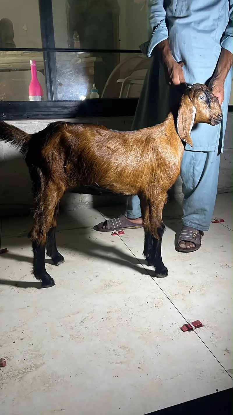 Bakri/Goat/Kid/Nagri/Quality/Pure Breed