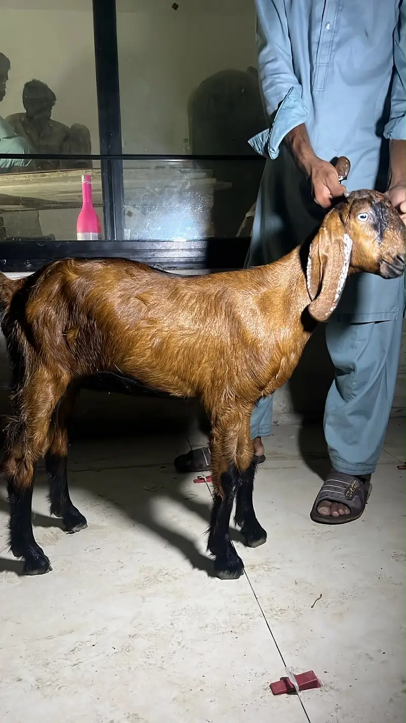 Bakri/Goat/Kid/Nagri/Quality/Pure Breed — photo 2