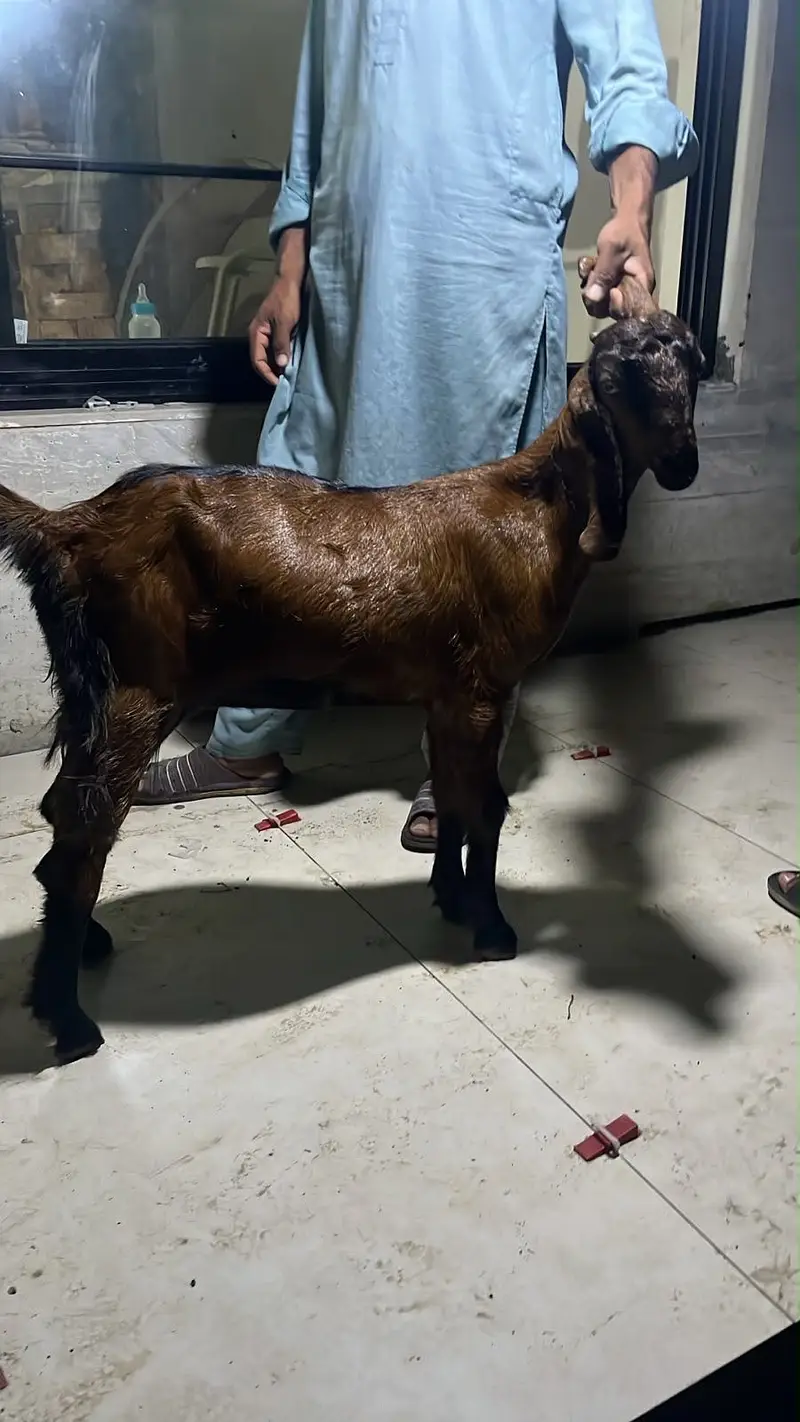 Bakri/Goat/Kid/Nagri/Quality/Pure Breed — photo 3