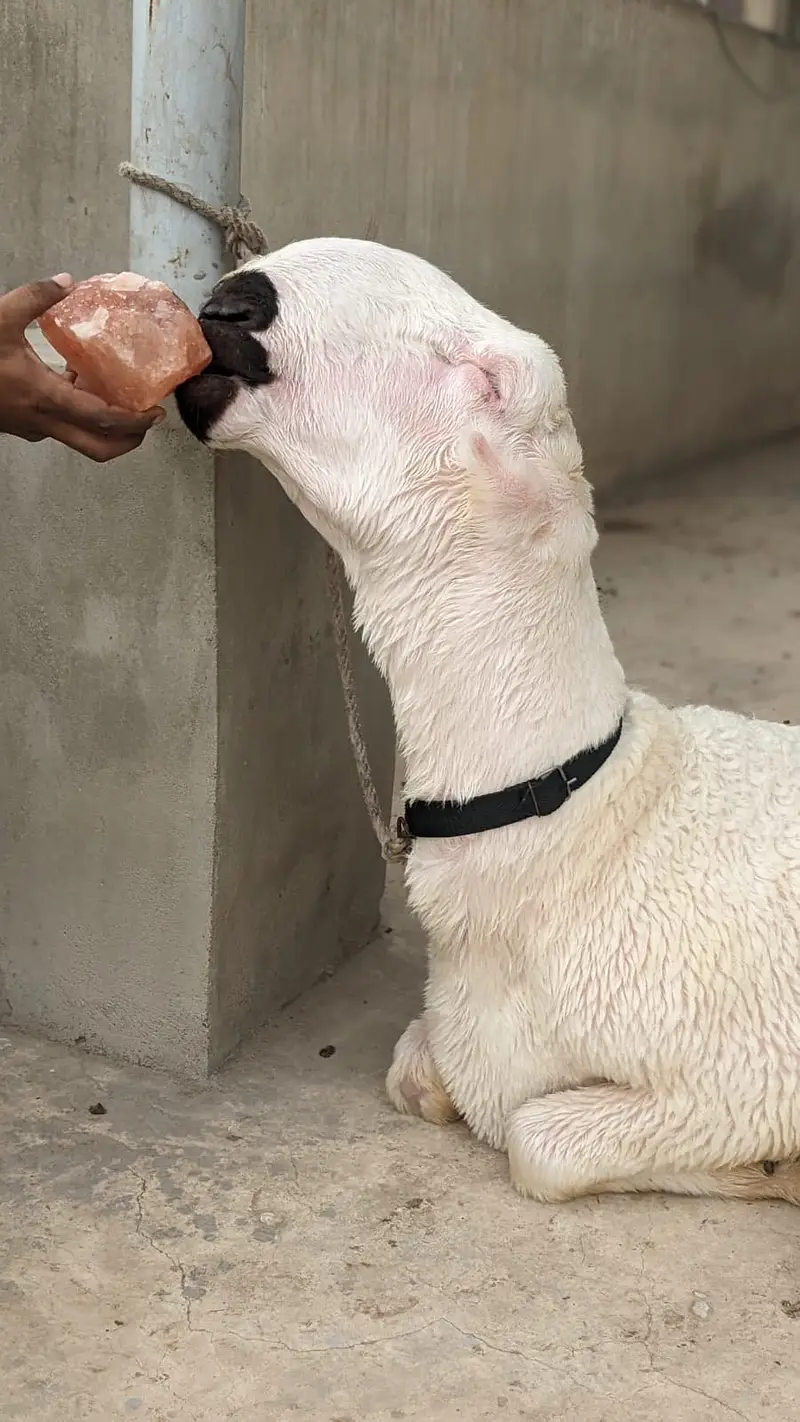 Pure Mundra gulabi  fresh do danth top quality — photo 2
