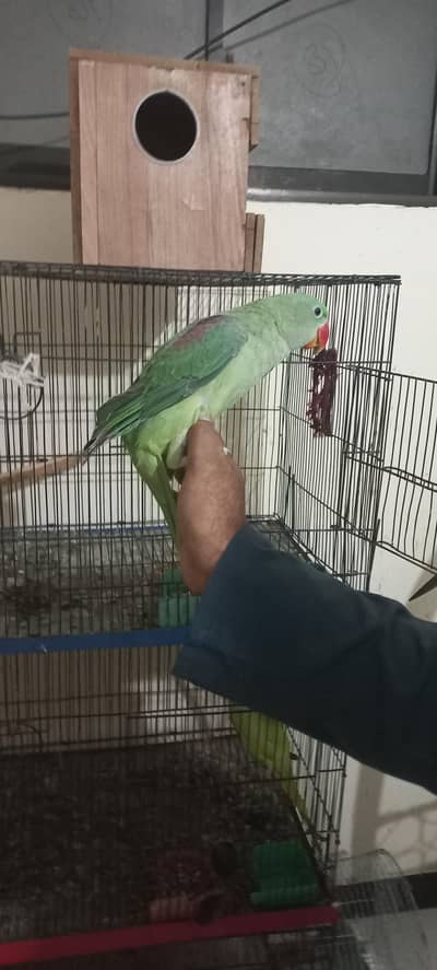 Kashmiri|RAW|Tame mithu|Talking parrot|Greem