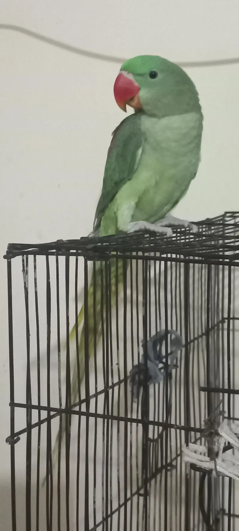 Kashmiri|RAW|Tame mithu|Talking parrot|Greem — photo 2