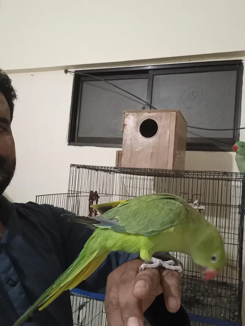 Kashmiri|RAW|Tame mithu|Talking parrot|Greem — photo 3