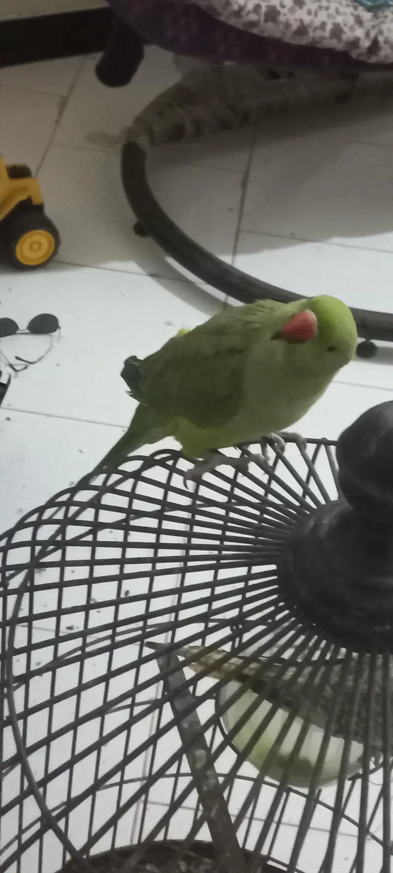 Kashmiri|RAW|Tame mithu|Talking parrot|Greem — photo 4