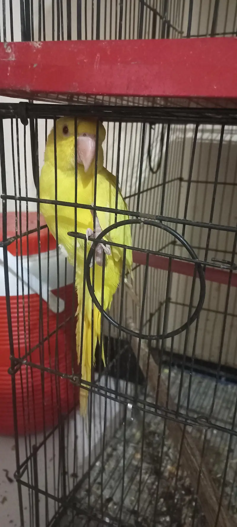 Kashmiri|RAW|Tame mithu|Talking parrot|Greem — photo 5