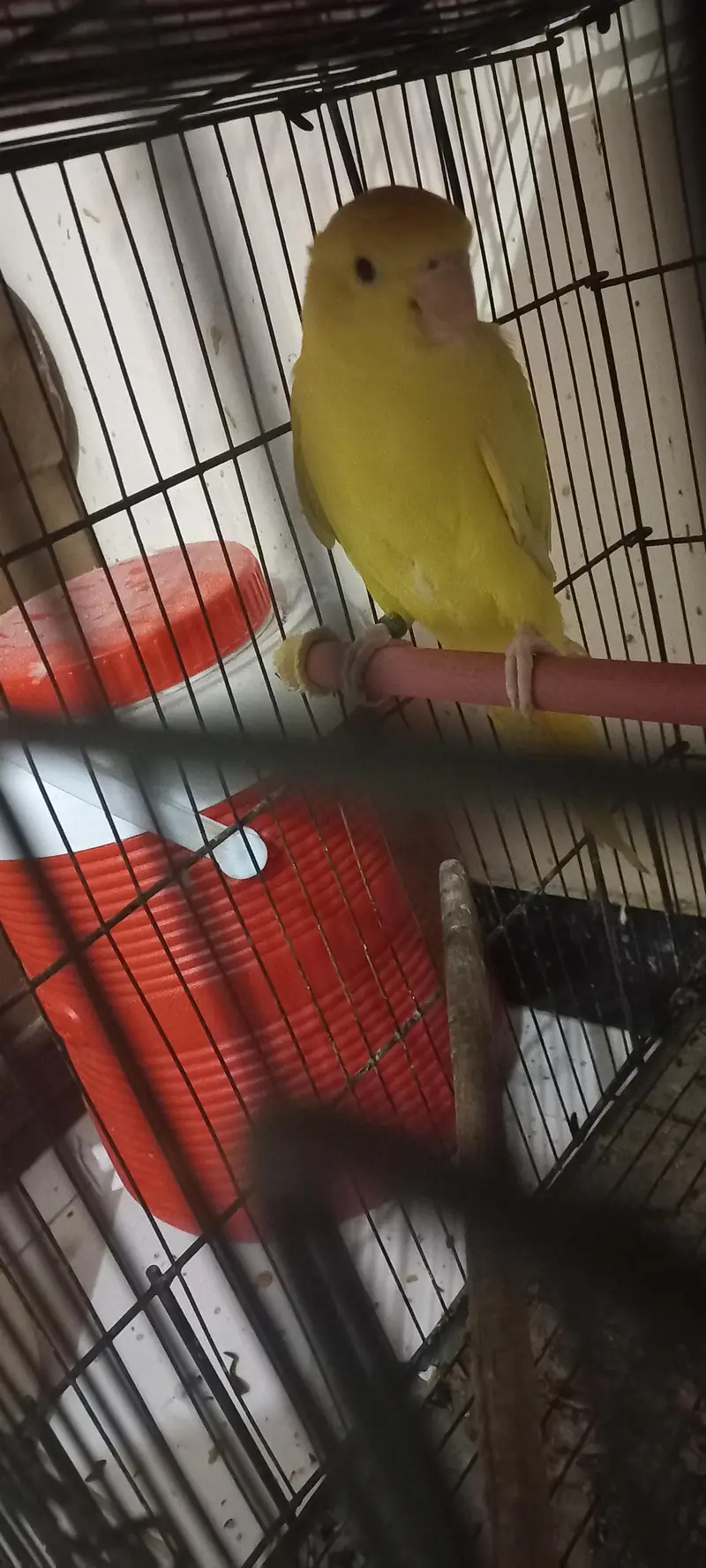Kashmiri|RAW|Tame mithu|Talking parrot|Greem — photo 6