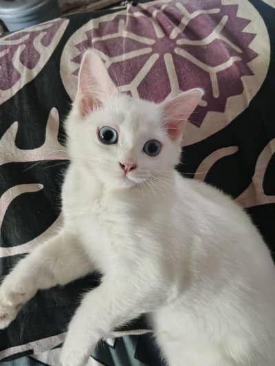 kitten