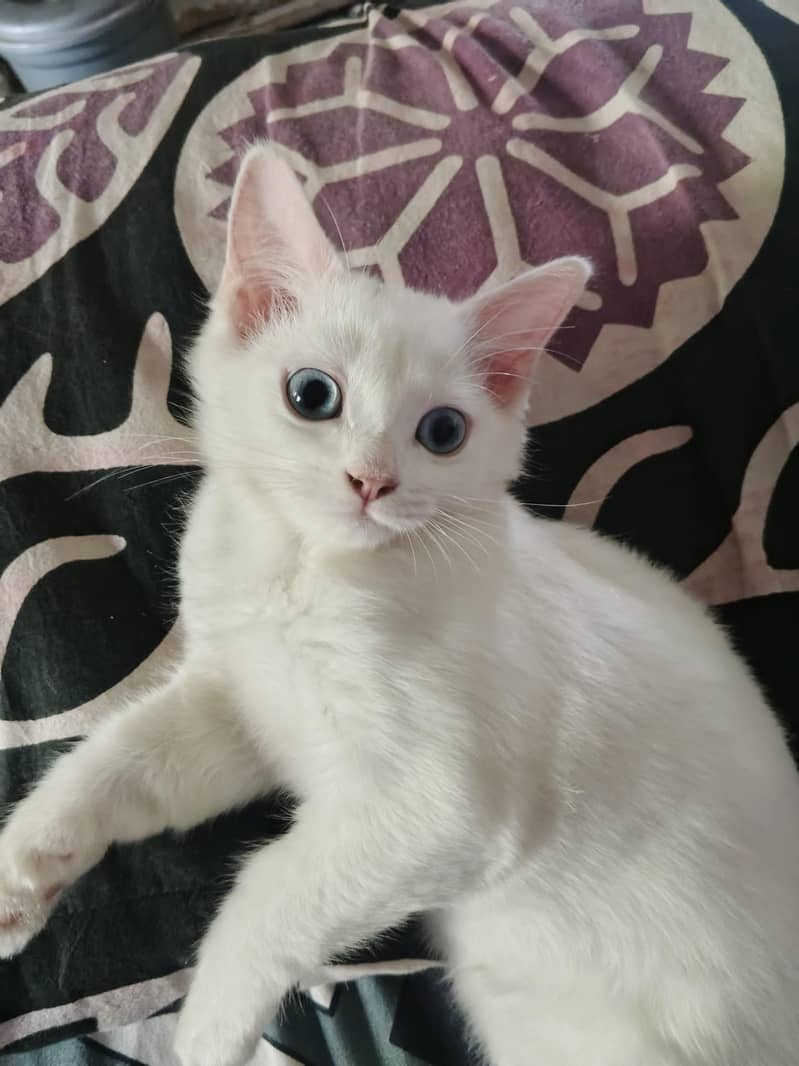 kitten 0