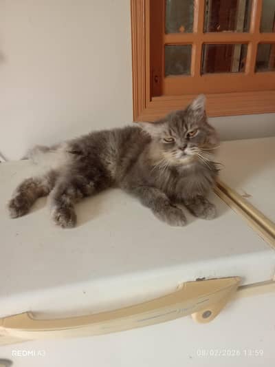 Persian Cat