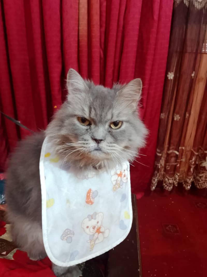 Persian Cat 1