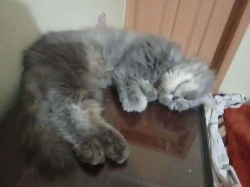 Persian Cat — photo 3