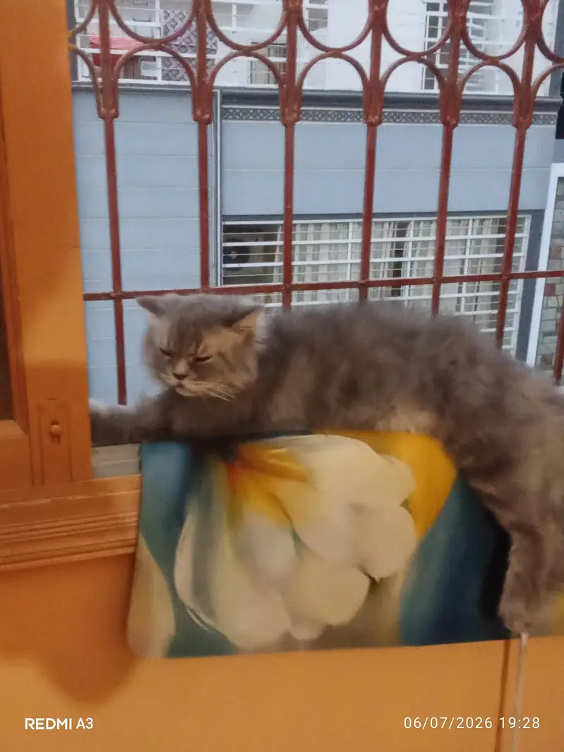 Persian Cat — photo 4