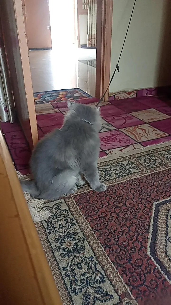Persian Cat — photo 5