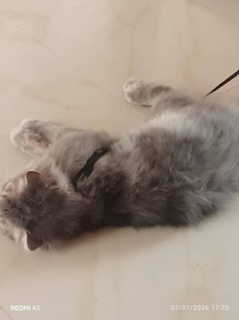 Persian Cat 5