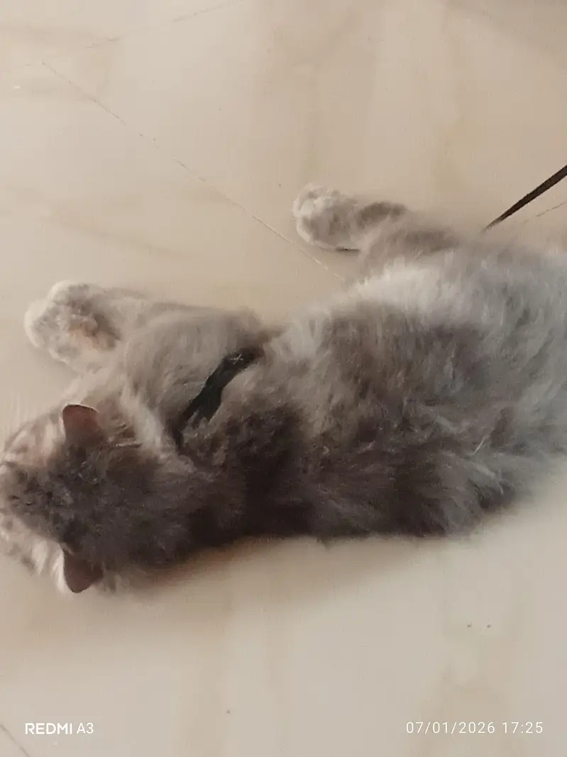 Persian Cat — photo 6