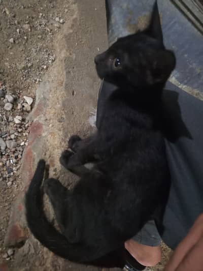 Pure black male kitten.