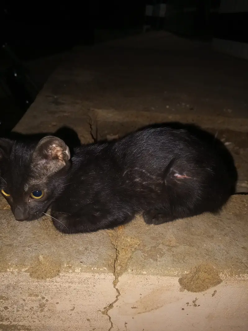 Pure black male kitten. — photo 2