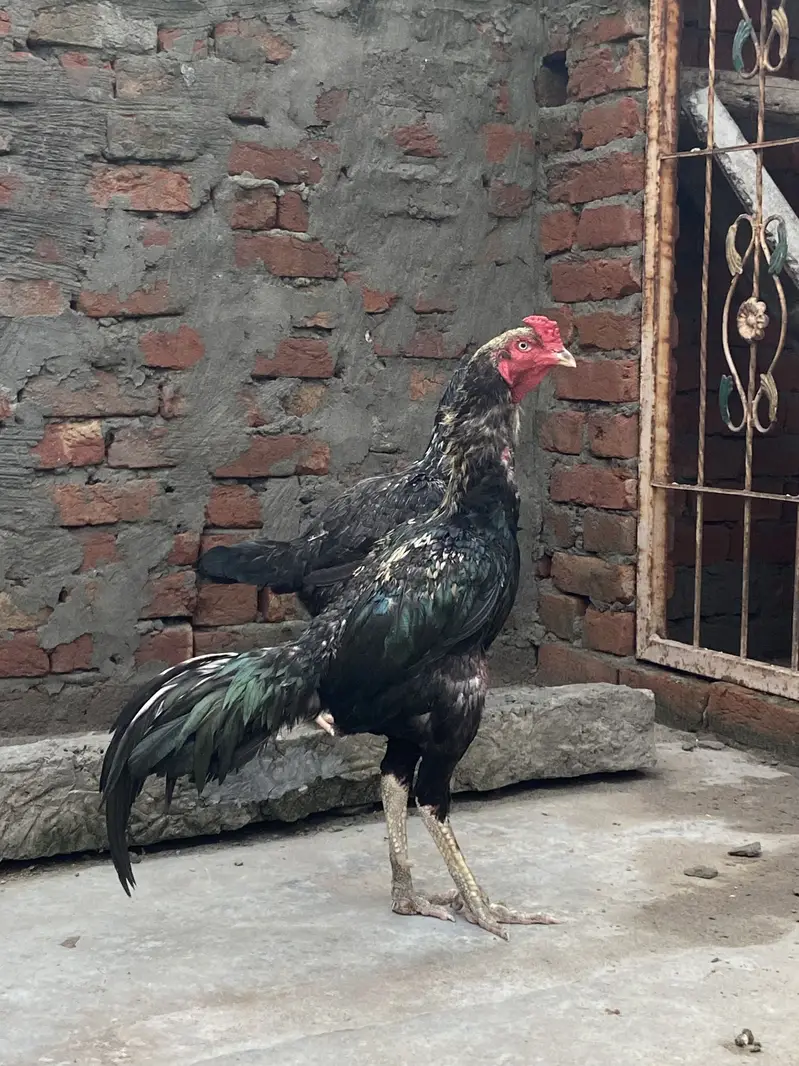 One male two female — photo 3