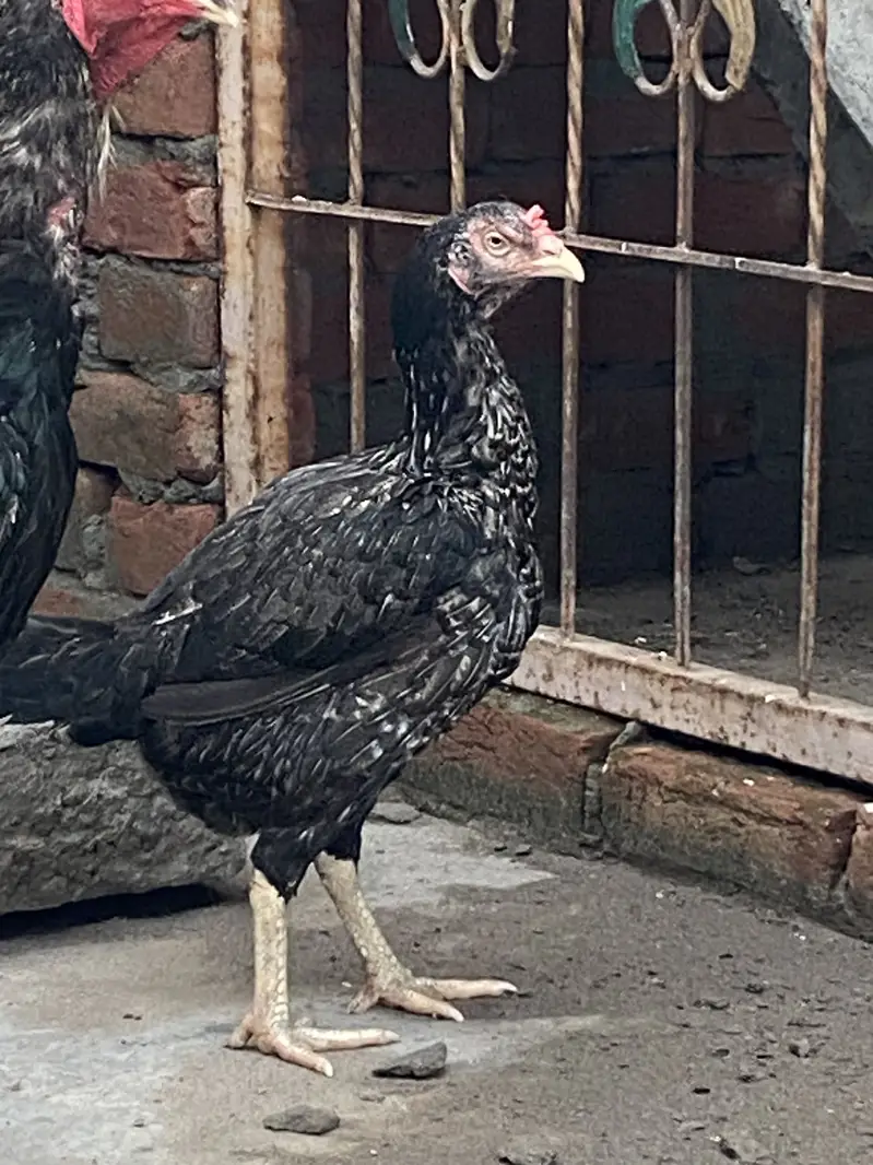 One male two female — photo 4