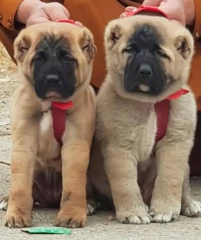 pure Turkish kangal pair dabal Hadi Havey bone structure security dog