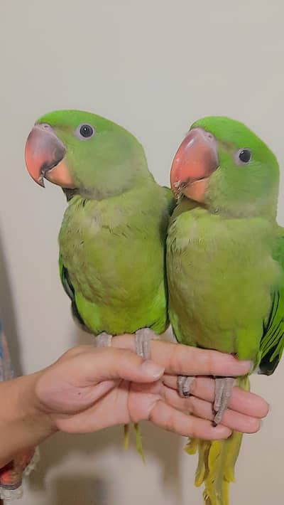 Raw Parrots Pair for Sale Urgent