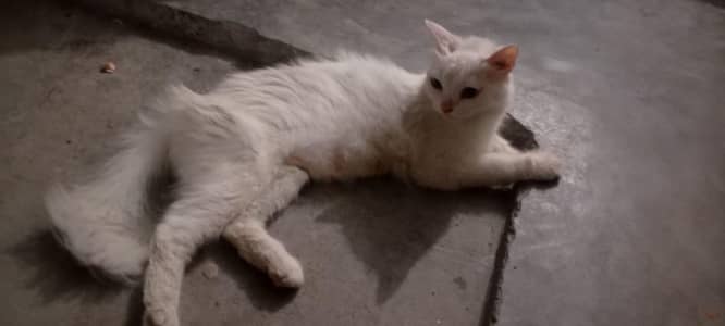 cat for sale