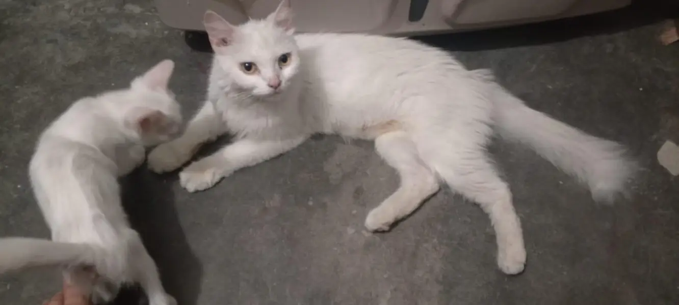 cat for sale — photo 2