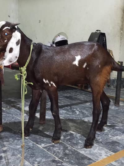 Nagra daaba beetal male bacha for sale. 0310-7286943