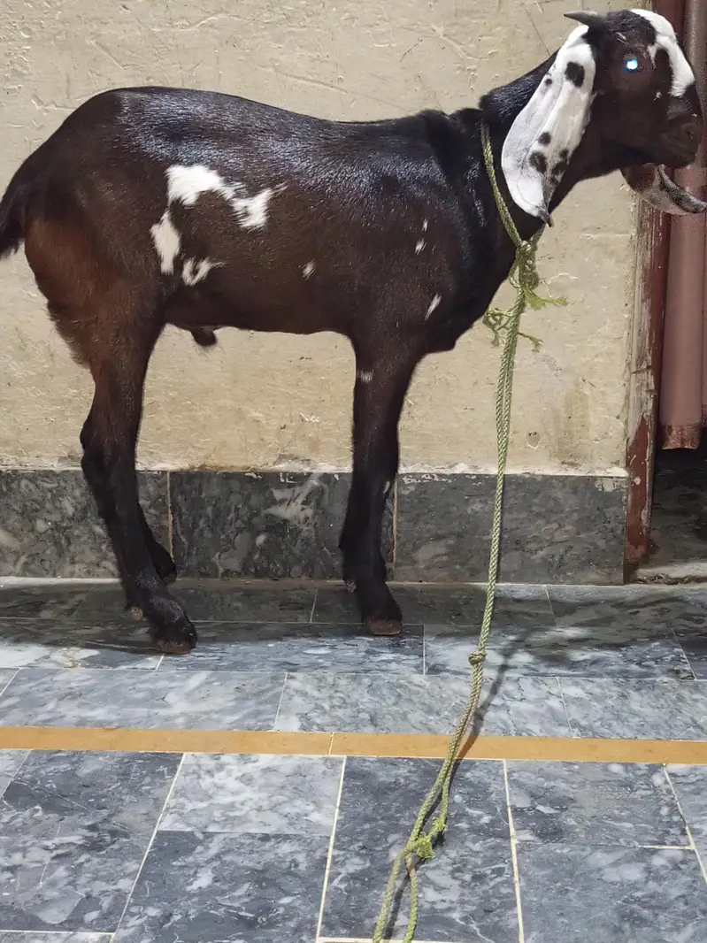 Nagra daaba beetal male bacha for sale. 0310-7286943 — photo 2