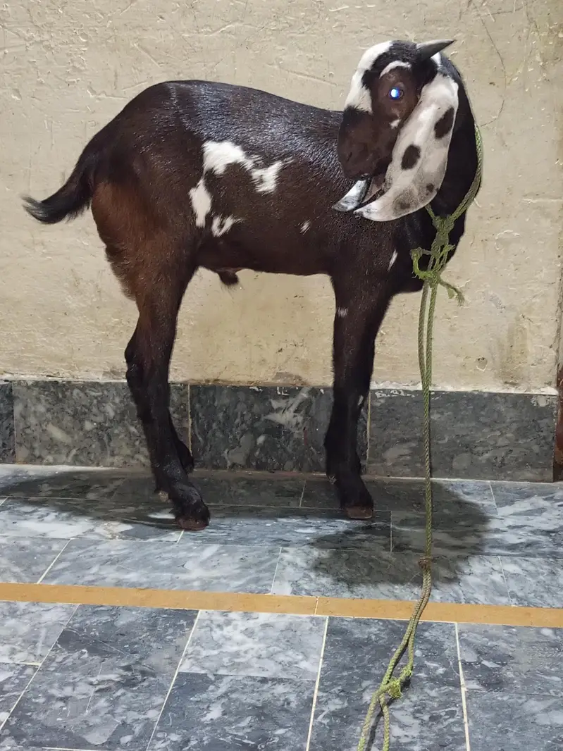 Nagra daaba beetal male bacha for sale. 0310-7286943 — photo 3