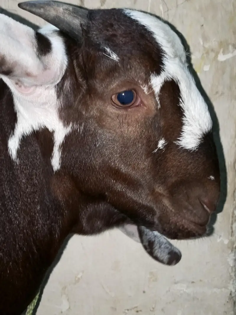 Nagra daaba beetal male bacha for sale. 0310-7286943 — photo 4