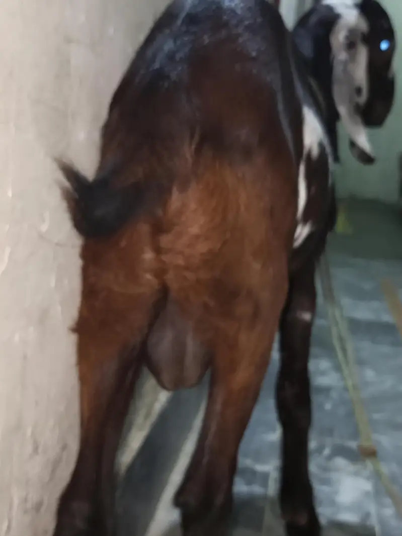 Nagra daaba beetal male bacha for sale. 0310-7286943 — photo 5