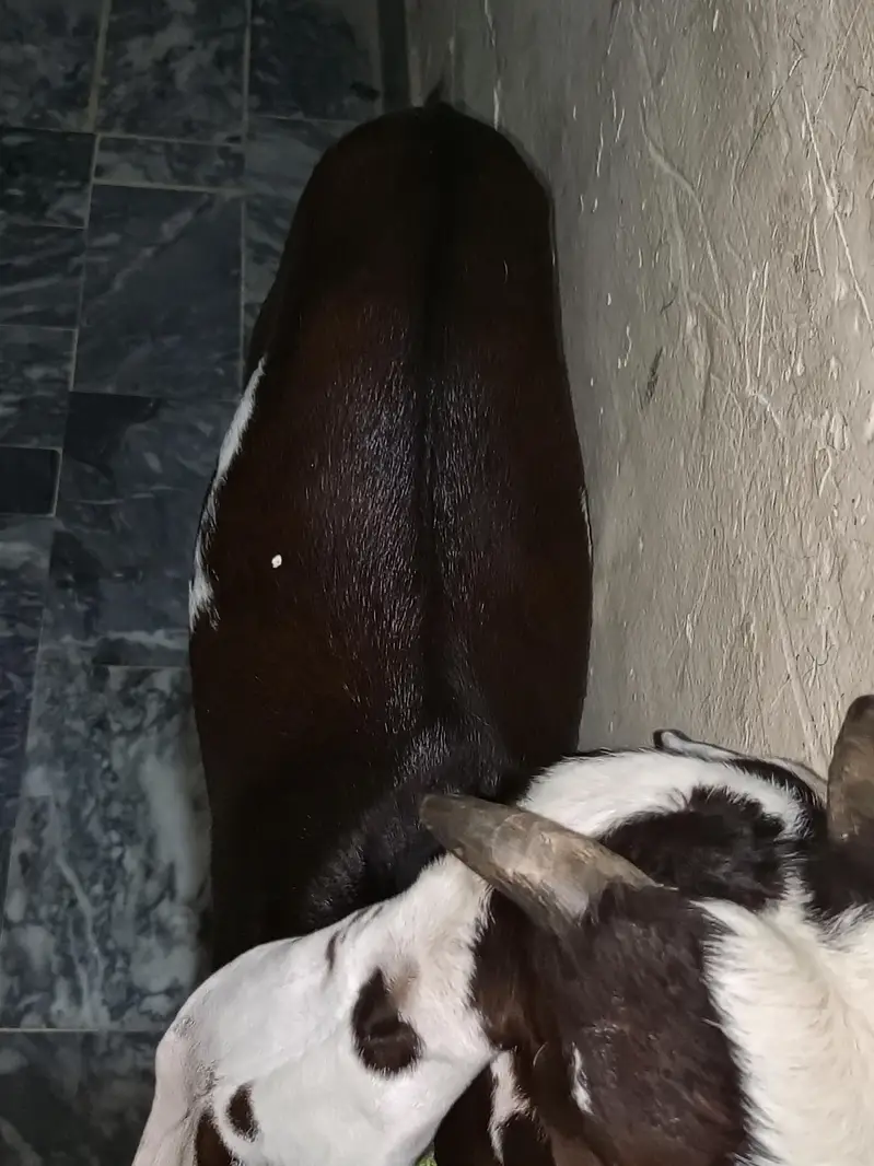 Nagra daaba beetal male bacha for sale. 0310-7286943 — photo 6