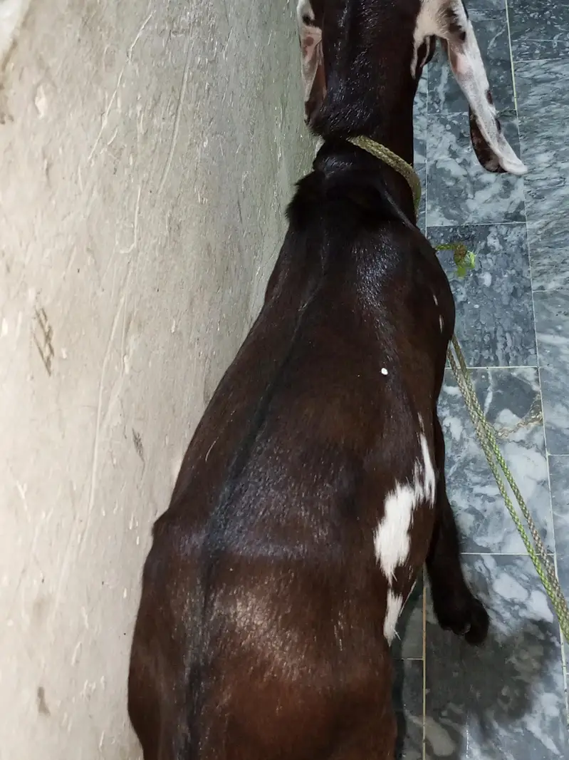 Nagra daaba beetal male bacha for sale. 0310-7286943 — photo 7
