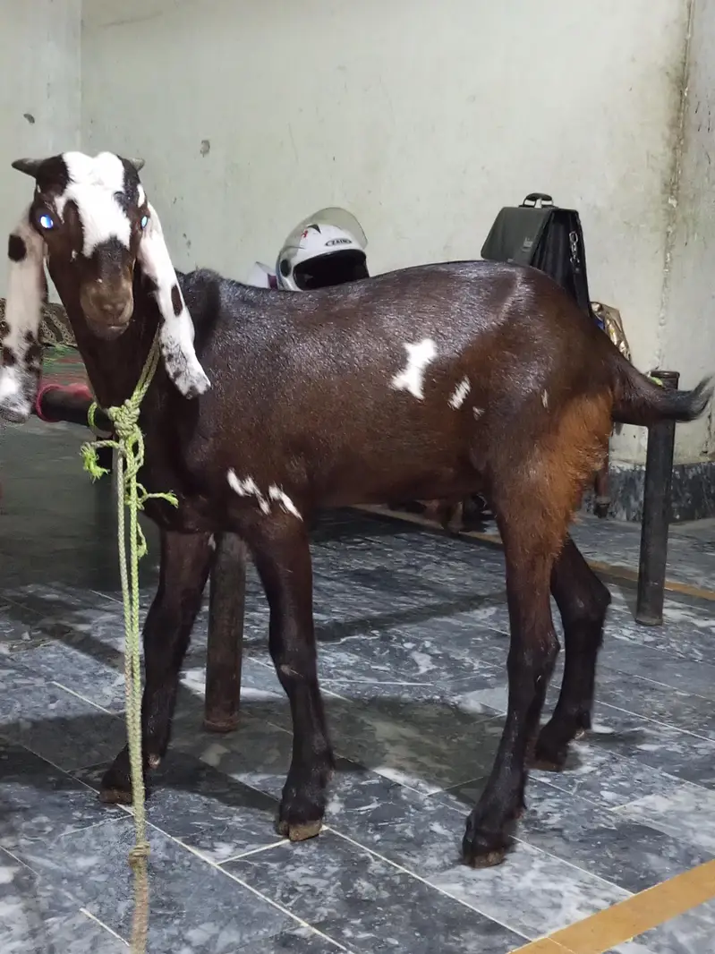 Nagra daaba beetal male bacha for sale. 0310-7286943 — photo 8