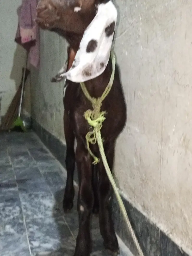 Nagra daaba beetal male bacha for sale. 0310-7286943 — photo 9