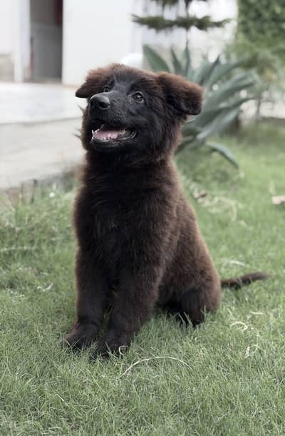 Black Shepherd Pups | long coat Shepherd Puppies | GSD Pups For Sale