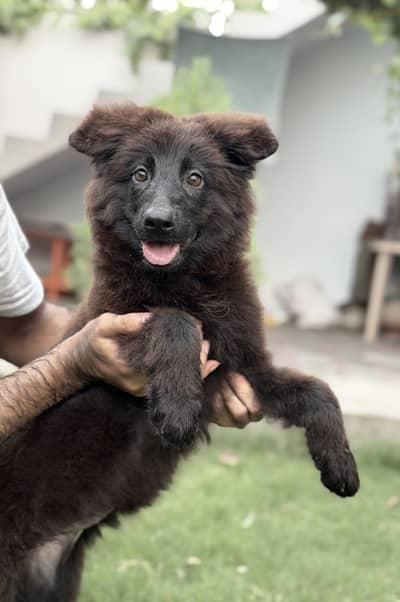 Black Shepherd Pups | long coat Shepherd Puppies | GSD Pups For Sale